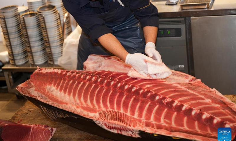A chef cleans a bluefin tuna in a shop in Tokyo, Japan, Jan. 5, 2023. A 212-kilogram bluefin tuna caught off the northern Japan town of Oma, Aomori Prefecture, fetched 36.04 million yen (about 271,500 U.S. dollars) in the first auction of 2023 at Toyosu market early on Thursday.(Photo: Xinhua)