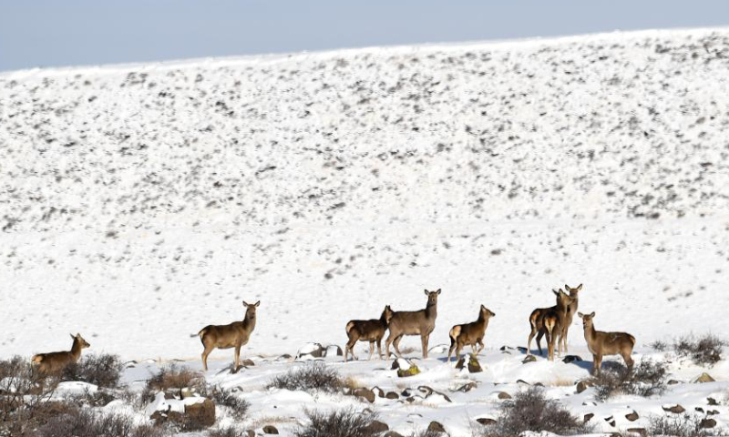This photo taken on Feb. 18, 2023 shows deer at the Helan Mountain National Nature Reserve in Araxan Left Banner, north China's Inner Mongolia Autonomous Region. Photo: Xinhua