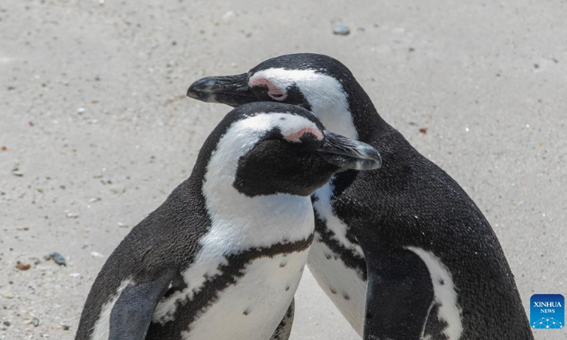 African penguins rest on the beach at Boulders Penguin Colony, Simon's Town, South Africa, Feb. 18, 2023. Photo: Xinhua