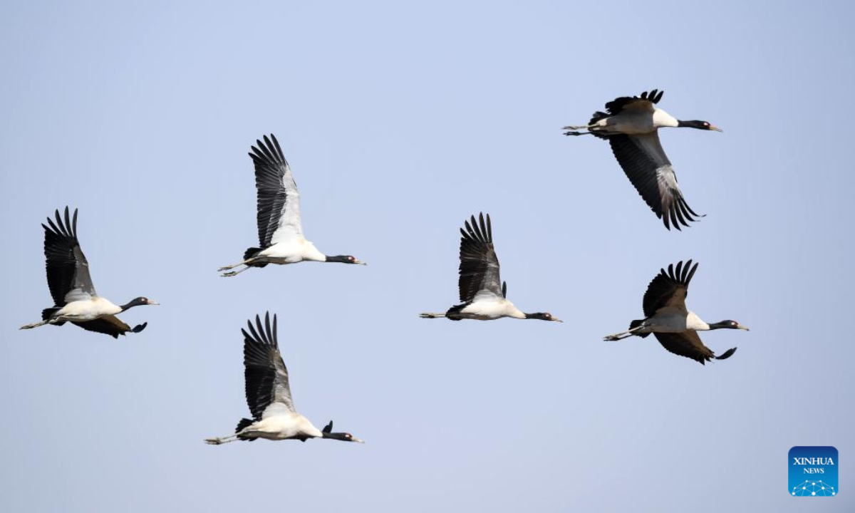 Black-necked cranes fly at the Caohai National Nature Reserve in the Yi, Hui and Miao Autonomous County of Weining, southwest China's Guizhou Province, Feb 10, 2023. Photo:Xinhua