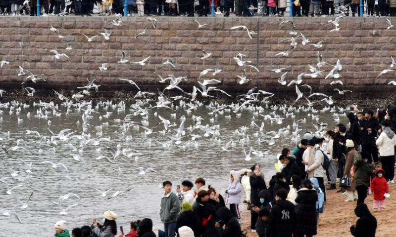 Visitors interact with seagulls at the Zhanqiao bridge scenic spot in Qingdao, east China's Shandong Province, Jan. 26, 2023. Watching seagulls during Spring Festival is a tradition in Qingdao. Nowadays, with the improvement of ecological environment, the species of seagulls in Qingdao has increased to over 20 and the amount has surpassed 100, 000. Photo: Xinhua