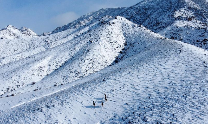 This photo taken on Feb. 18, 2023 shows deer at the Helan Mountain National Nature Reserve in Araxan Left Banner, north China's Inner Mongolia Autonomous Region. Photo: Xinhua