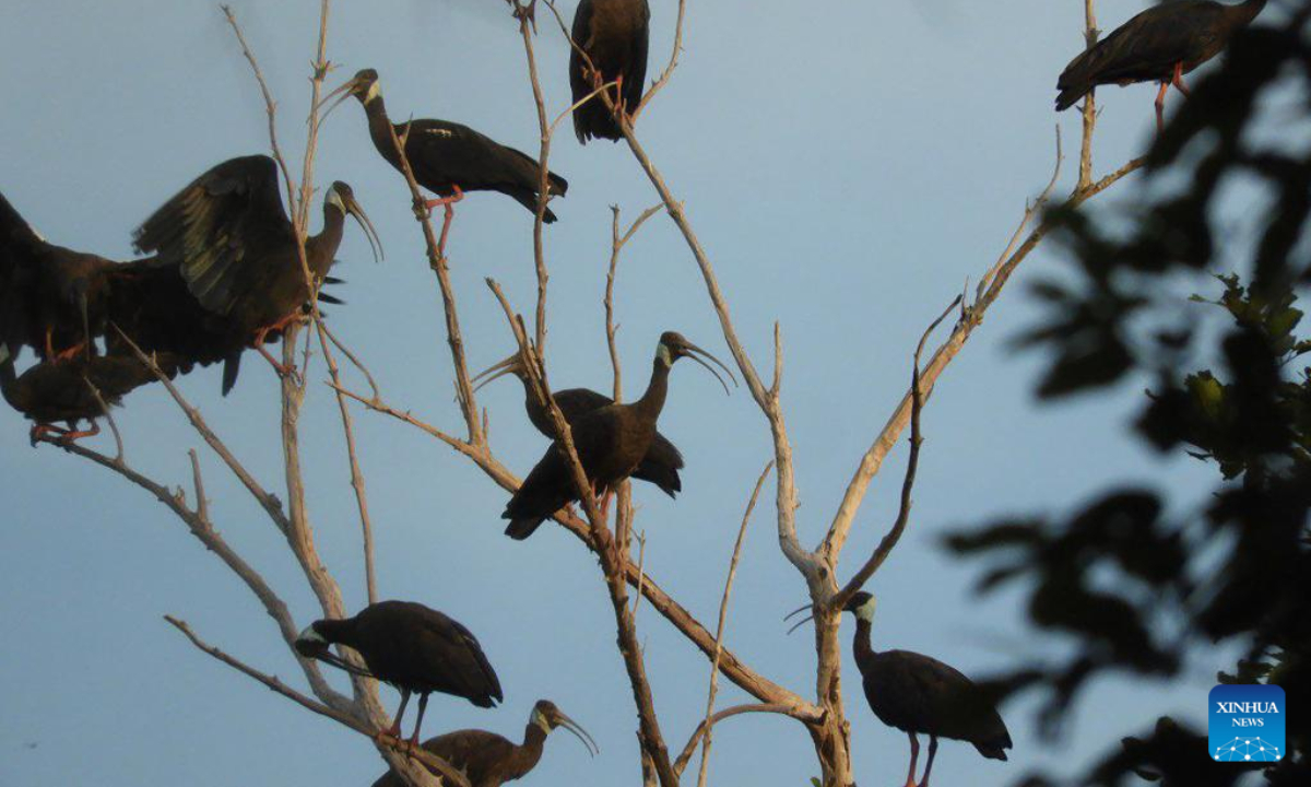 This undated photo shows white-shouldered ibis sitting in a tree in the Siem Pang Wildlife Sanctuary in Stung Treng province, Cambodia. Photo:Xinhua