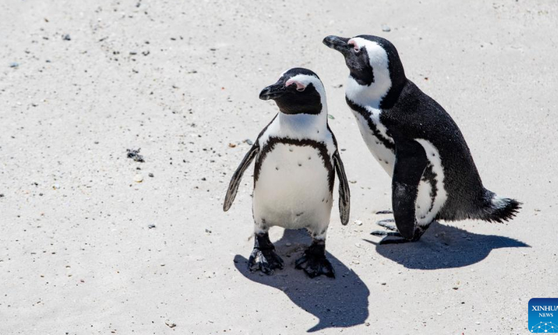African penguins rest on the beach at Boulders Penguin Colony, Simon's Town, South Africa, Feb. 18, 2023. Photo: Xinhua