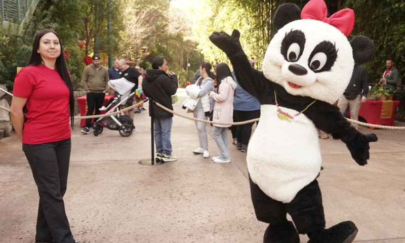 A staff member dresses up as a panda to celebrate the Chinese New Year at San Diego Zoo, in San Diego, California, the United States, on Feb. 4, 2023. The San Diego Zoo, which has the largest number of annual visitors among U.S. zoos, kicked off a two-day special event on Saturday to celebrate the Chinese New Year. Photo: Xinhua
