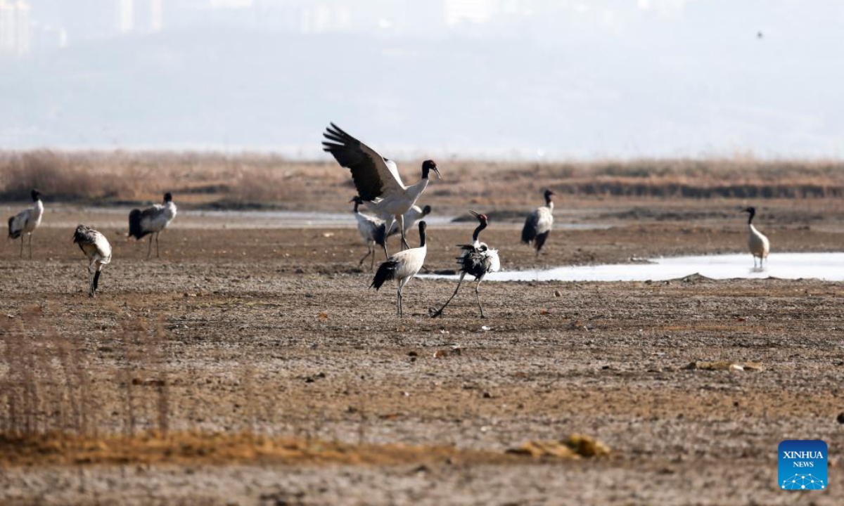 Black-necked cranes are pictured at the Caohai National Nature Reserve in the Yi, Hui and Miao Autonomous County of Weining, southwest China's Guizhou Province, Feb 10, 2023. Photo:Xinhua