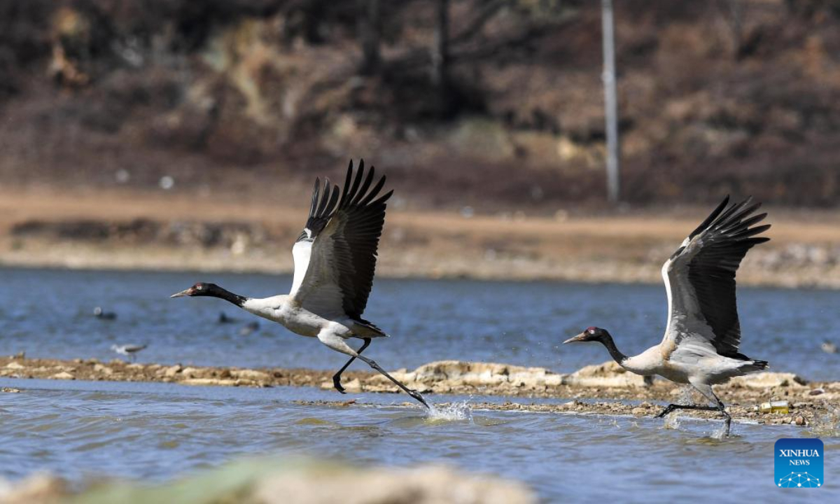 Black-necked cranes are pictured at the Caohai National Nature Reserve in the Yi, Hui and Miao Autonomous County of Weining, southwest China's Guizhou Province, Feb 10, 2023. Photo:Xinhua