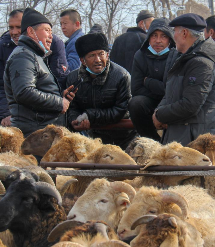 People bargain at an agricultural products market in Yining County, northwest China's Xinjiang Uygur Autonomous Region, Feb. 1, 2023. People gathered here to trade various goods, including live cattle, sheep and horses. Photo: Xinhua