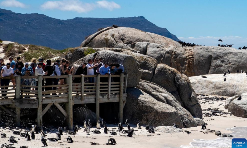 Tourists watch penguins on the beach at Boulders Penguin Colony, Simon's Town, South Africa, Feb. 18, 2023. Photo: Xinhua