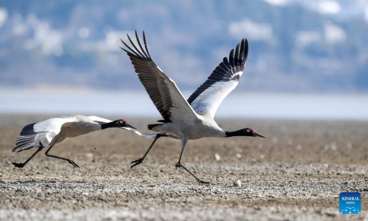 Black-necked cranes are pictured at the Caohai National Nature Reserve in the Yi, Hui and Miao Autonomous County of Weining, southwest China's Guizhou Province, Feb 10, 2023. Photo:Xinhua