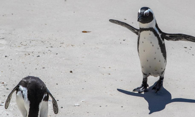 African penguins rest on the beach at Boulders Penguin Colony, Simon's Town, South Africa, Feb. 18, 2023. Photo: Xinhua