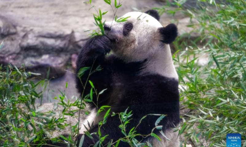 This photo taken on Feb. 19, 2023 shows giant panda Xiang Xiang at Ueno Zoological Gardens in Tokyo, Japan. Photo: Xinhua