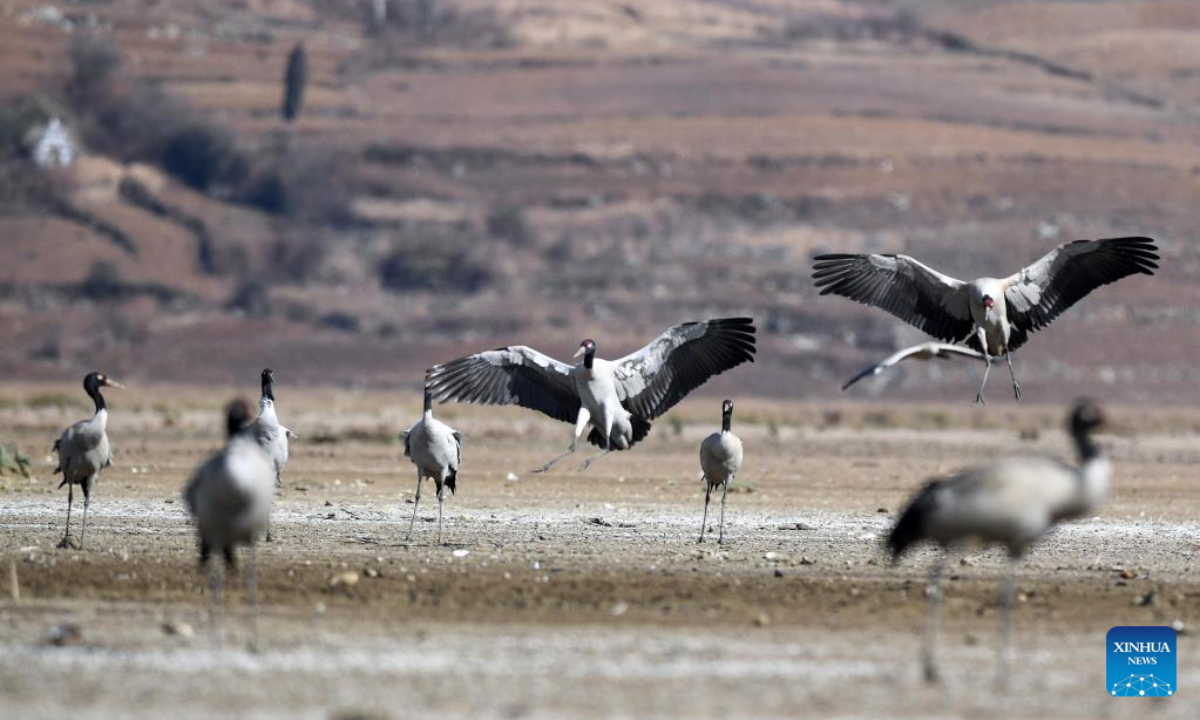 Black-necked cranes are pictured at the Caohai National Nature Reserve in the Yi, Hui and Miao Autonomous County of Weining, southwest China's Guizhou Province, Feb 10, 2023. Photo:Xinhua