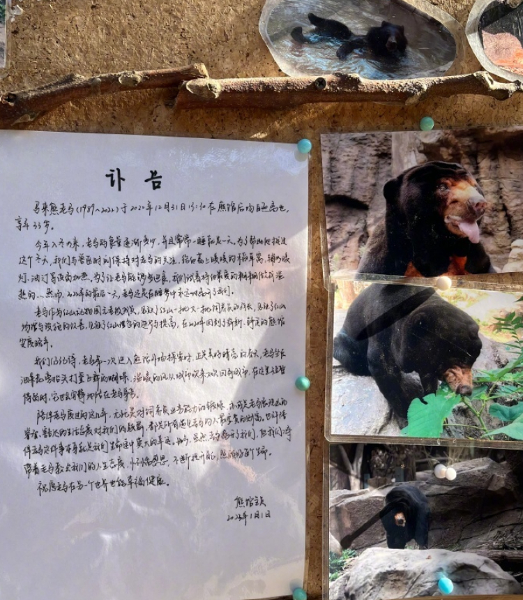 The obituary written for a sun bear called Lao Ma at Hongshan Forest Zoo in Nanjing, East China's Jiangsu Province Photo: Weibo