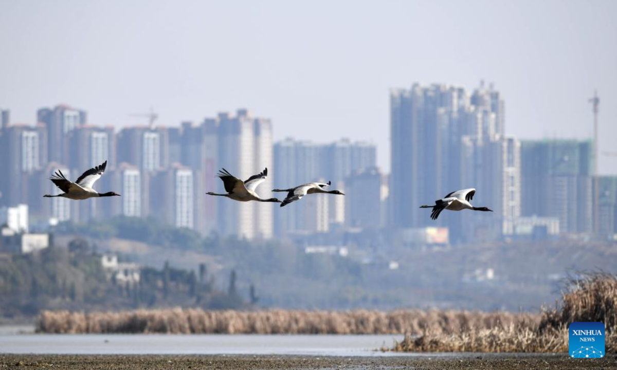 Black-necked cranes are pictured at the Caohai National Nature Reserve in the Yi, Hui and Miao Autonomous County of Weining, southwest China's Guizhou Province, Feb 10, 2023. Photo:Xinhua