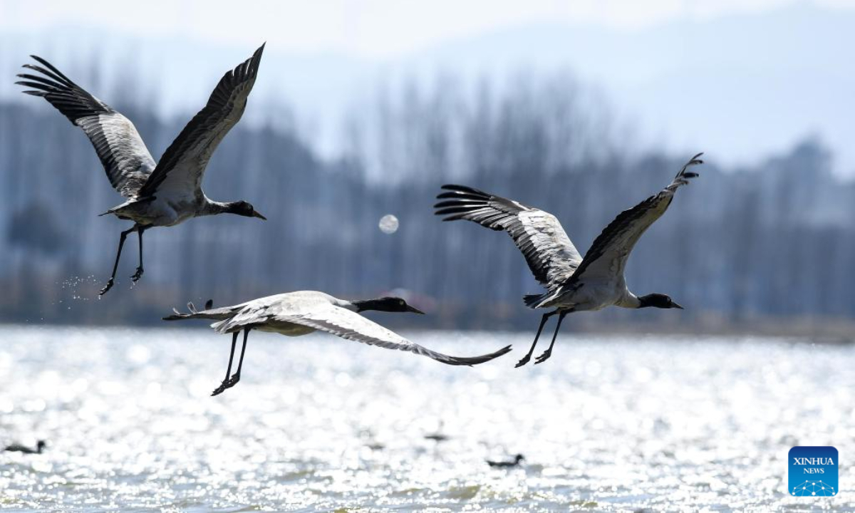 Black-necked cranes fly at the Caohai National Nature Reserve in the Yi, Hui and Miao Autonomous County of Weining, southwest China's Guizhou Province, Feb 10, 2023. Photo:Xinhua