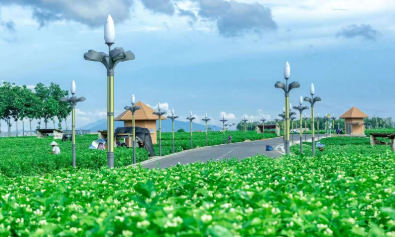 The renowned jasmine production base in Hengzhou, South China's Guangxi Zhuang Autonomous Region Photo: Courtesy of Hengzhou publicity authority