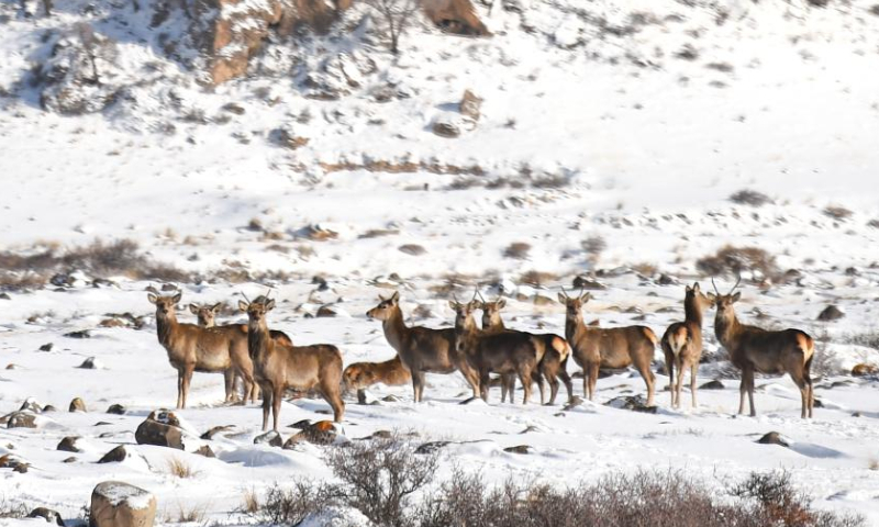 This photo taken on Feb. 18, 2023 shows deer at the Helan Mountain National Nature Reserve in Araxan Left Banner, north China's Inner Mongolia Autonomous Region. Photo: Xinhua