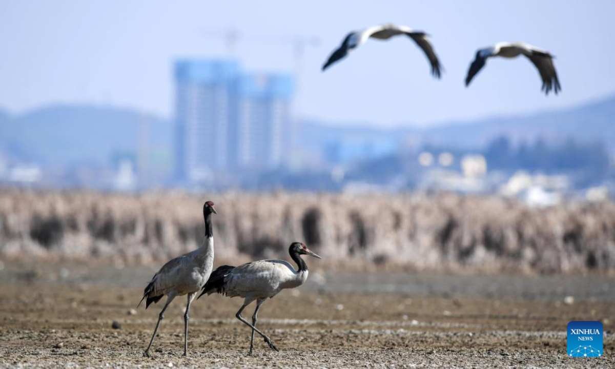 Black-necked cranes fly at the Caohai National Nature Reserve in the Yi, Hui and Miao Autonomous County of Weining, southwest China's Guizhou Province, Feb 10, 2023. Photo:Xinhua