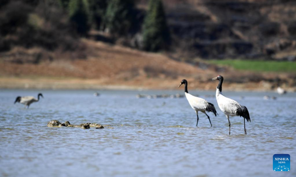 Black-necked cranes are pictured at the Caohai National Nature Reserve in the Yi, Hui and Miao Autonomous County of Weining, southwest China's Guizhou Province, Feb 10, 2023. Photo:Xinhua