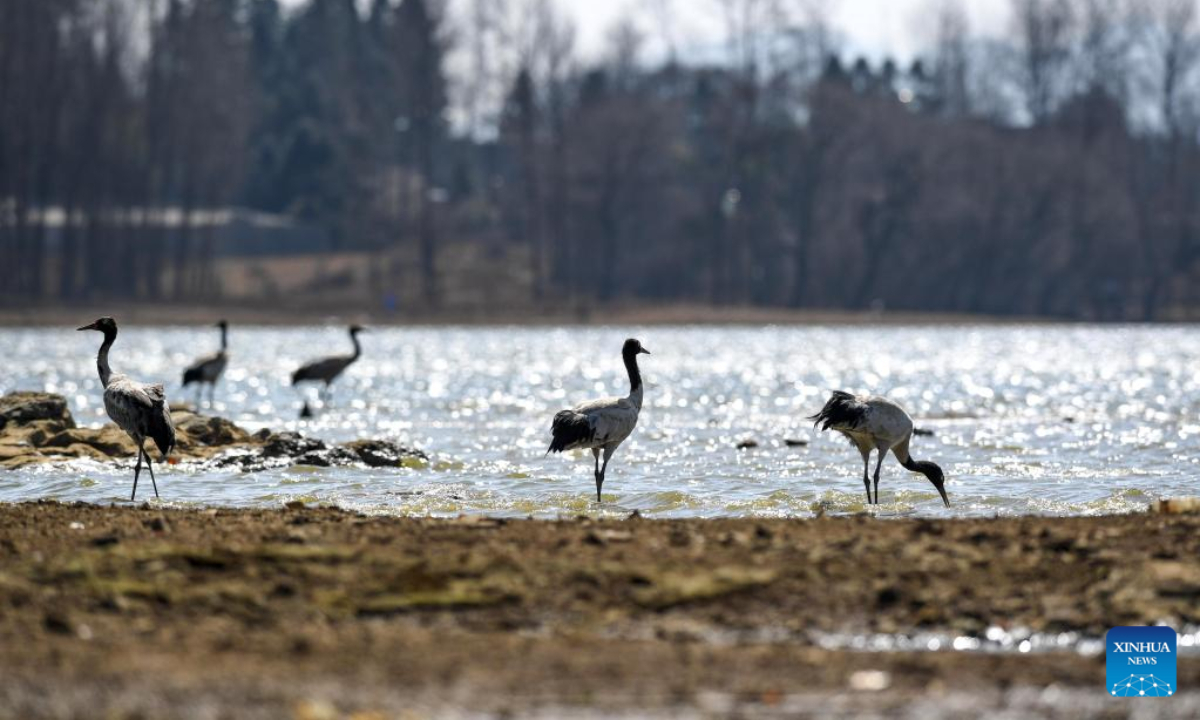 Black-necked cranes are pictured at the Caohai National Nature Reserve in the Yi, Hui and Miao Autonomous County of Weining, southwest China's Guizhou Province, Feb 10, 2023. Photo:Xinhua