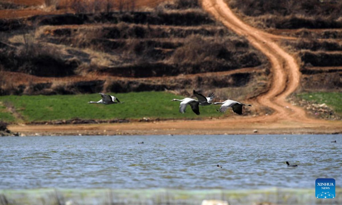 Grey cranes fly at the Caohai National Nature Reserve in the Yi, Hui and Miao Autonomous County of Weining, southwest China's Guizhou Province, Feb 10, 2023. Photo:Xinhua