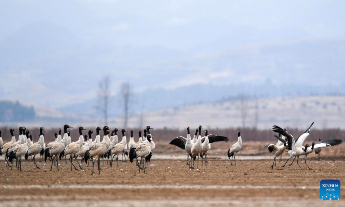 Black-necked cranes are pictured at the Caohai National Nature Reserve in the Yi, Hui and Miao Autonomous County of Weining, southwest China's Guizhou Province, Feb 10, 2023. Photo:Xinhua