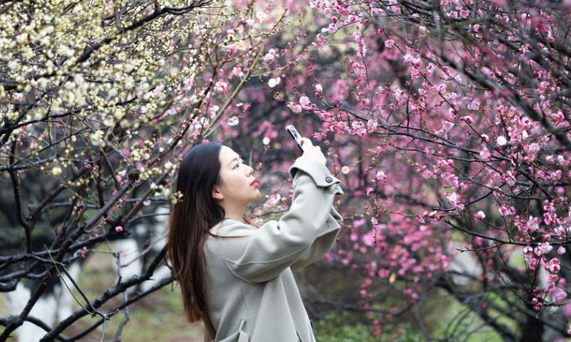 A tourist takes photos of plum blossoms at Gulin park in Nanjing, east China's Jiangsu Province, Feb. 12, 2023. Photo: Xinhua