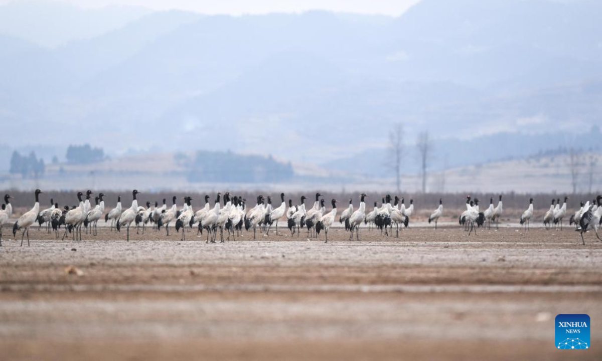 Black-necked cranes are pictured at the Caohai National Nature Reserve in the Yi, Hui and Miao Autonomous County of Weining, southwest China's Guizhou Province, Feb 10, 2023. Photo:Xinhua