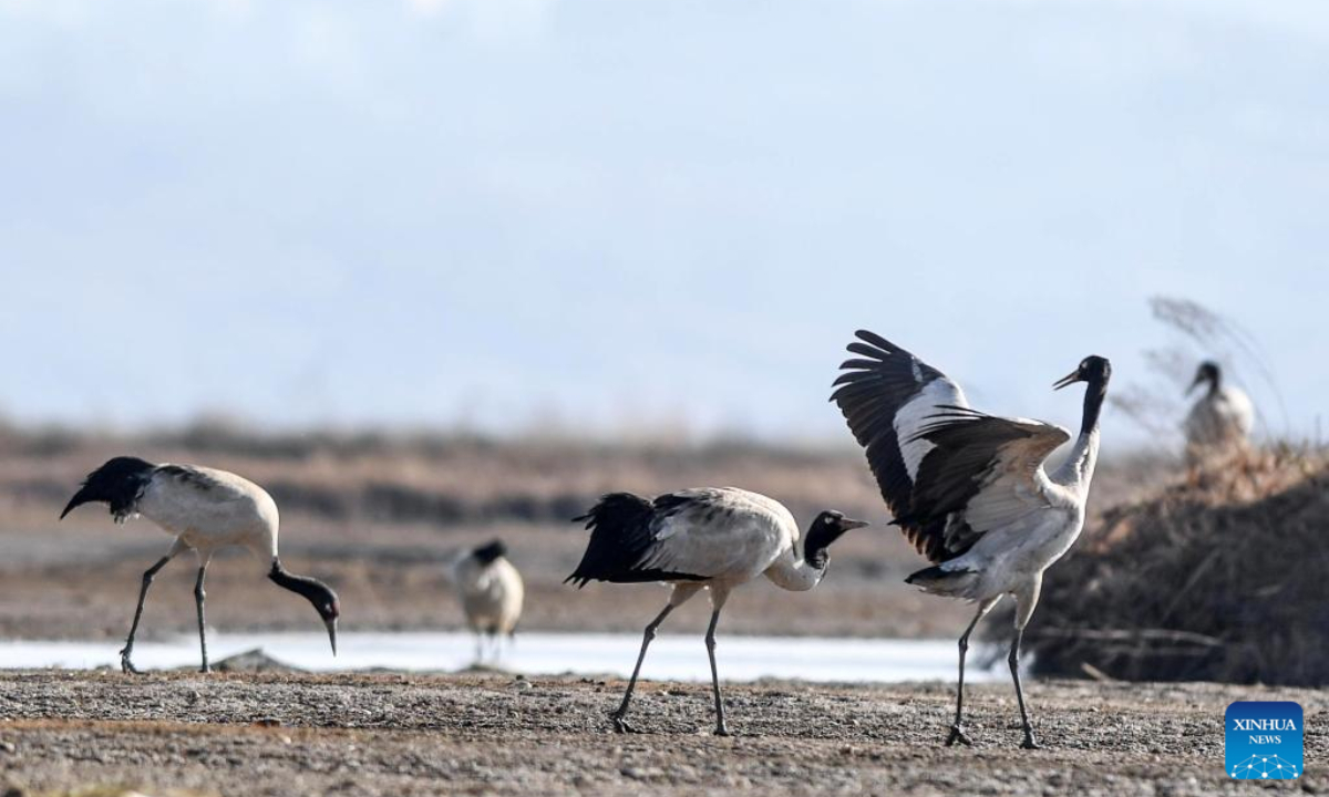 Black-necked cranes are pictured at the Caohai National Nature Reserve in the Yi, Hui and Miao Autonomous County of Weining, southwest China's Guizhou Province, Feb 10, 2023. Photo:Xinhua