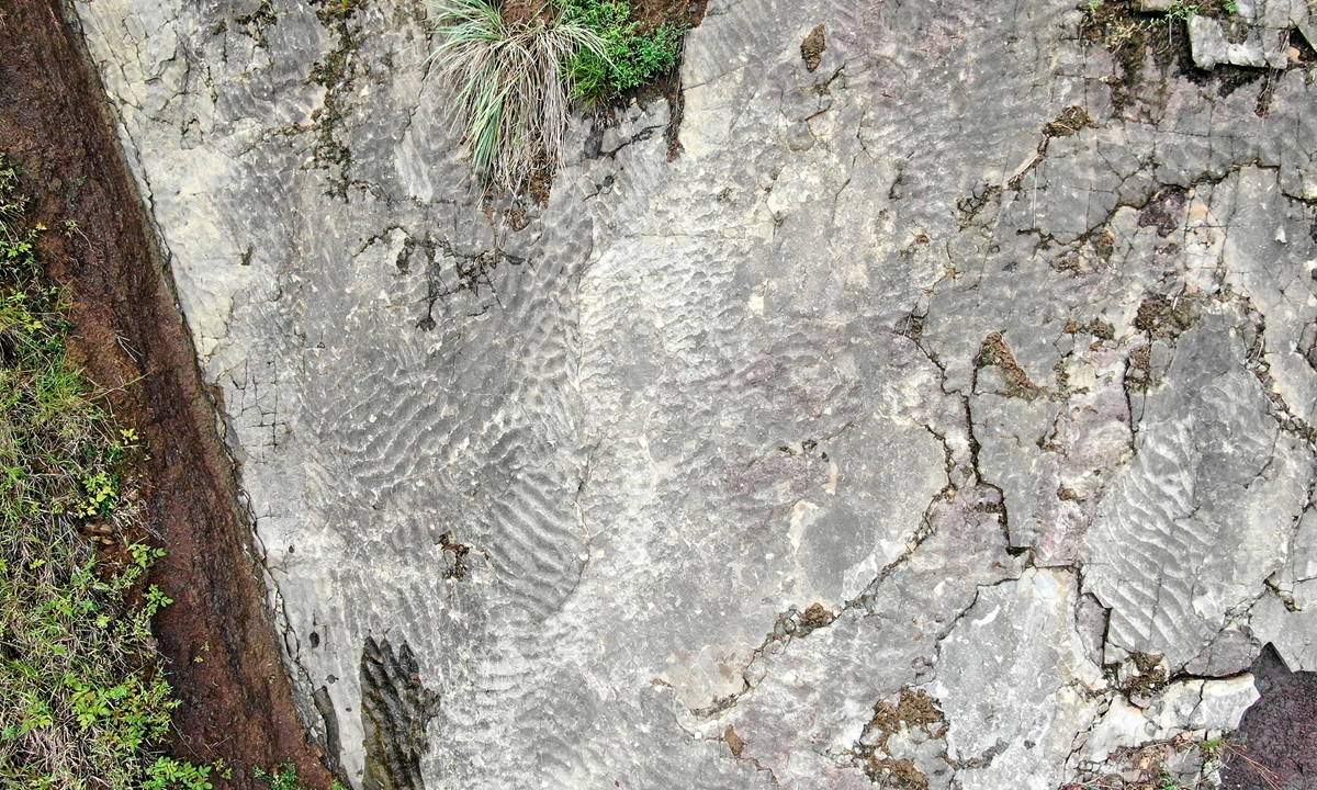 Jurassic dinosaur footprint fossils found for the first time in Zigui Basin in Central China's Hubei Province Photo: Courtesy of Xing Lida