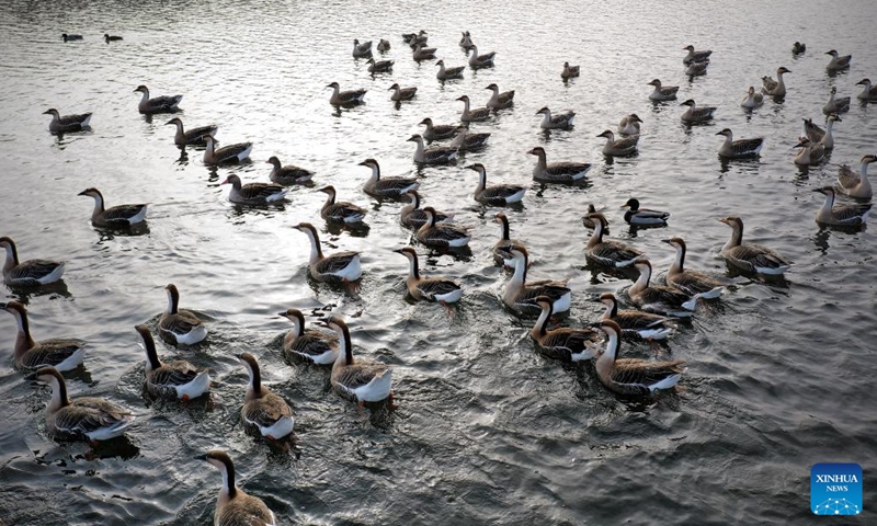 This aerial photo taken on Jan. 5, 2023 shows migratory birds at the Hunhe River in Shenyang, northeast China's Liaoning Province.(Photo: Xinhua)