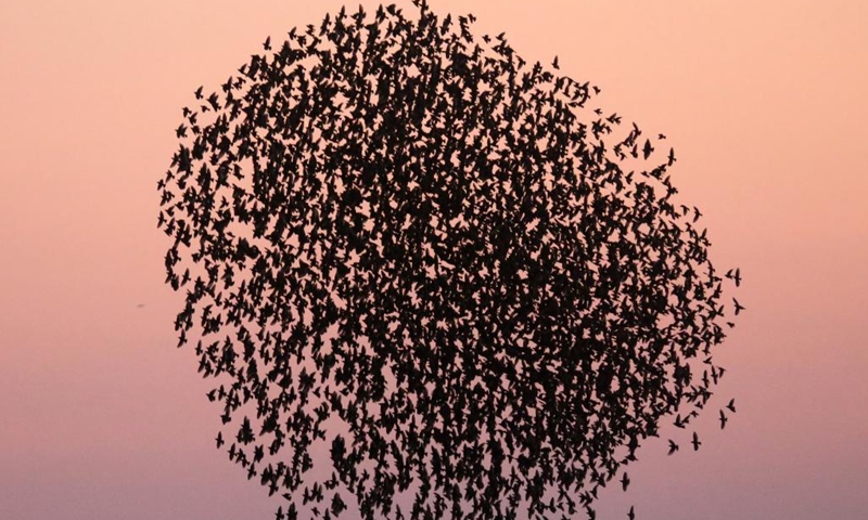 A flock of European starlings fly above Oroklini Lake at sunset near Larnaca, Cyprus, on Jan. 10, 2023.(Photo: Xinhua)