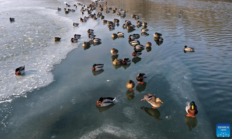 This photo taken on Jan. 4, 2023 shows migratory birds at the Hunhe River in Shenyang, northeast China's Liaoning Province.(Photo: Xinhua)
