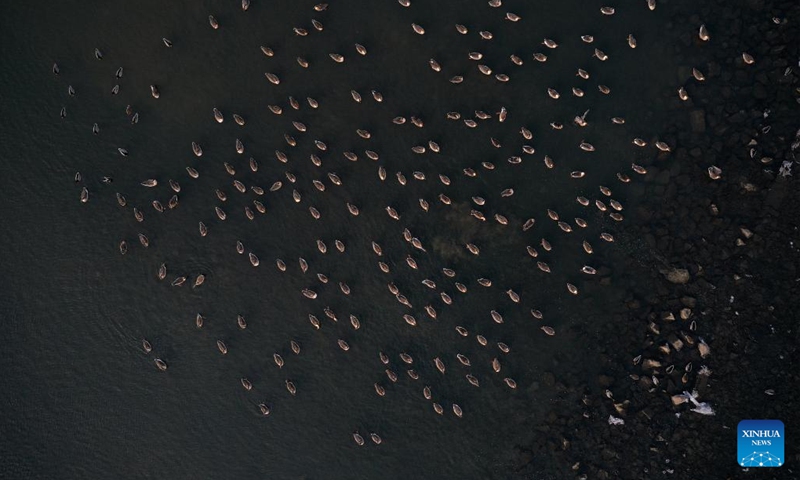 This aerial photo taken on Jan. 5, 2023 shows migratory birds at the Hunhe River in Shenyang, northeast China's Liaoning Province.(Photo: Xinhua)
