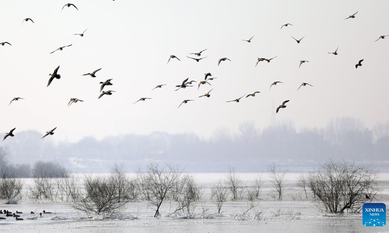 This photo taken on Jan. 4, 2023 shows migratory birds at the Hunhe River in Shenyang, northeast China's Liaoning Province.(Photo: Xinhua)