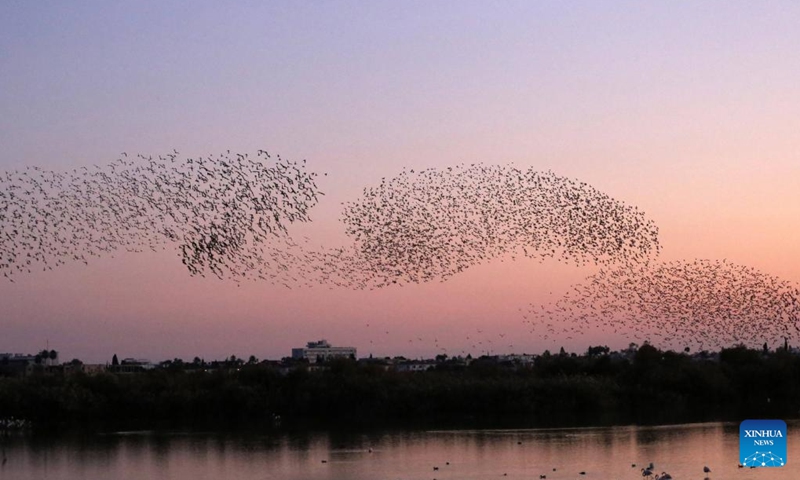 A flock of European starlings fly above Oroklini Lake at sunset near Larnaca, Cyprus, on Jan. 10, 2023.(Photo: Xinhua)