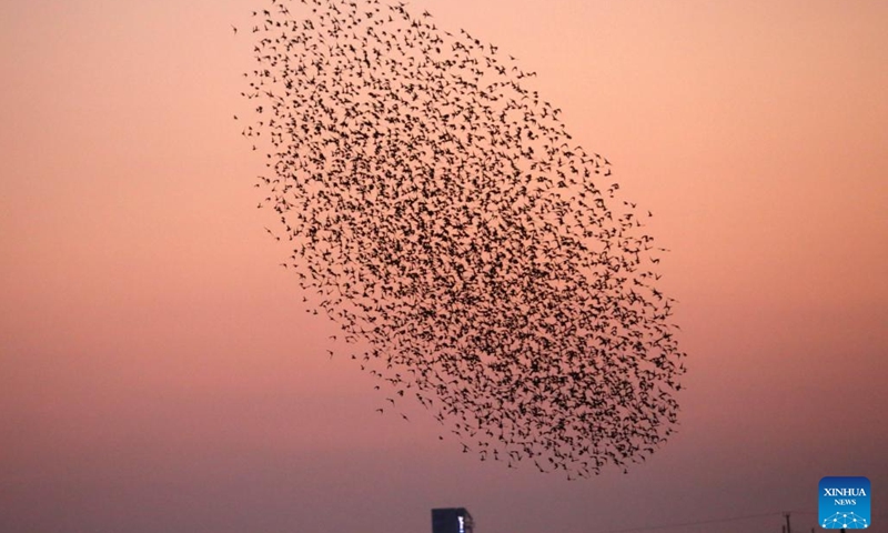 A flock of European starlings fly above Oroklini Lake at sunset near Larnaca, Cyprus, on Jan. 10, 2023.(Photo: Xinhua)