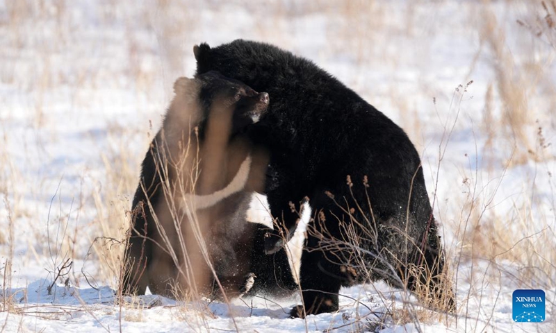 Black bears are pictured in a bear park in Fuyuan City, northeast China's Heilongjiang Province, Jan. 10, 2023.(Photo: Xinhua)