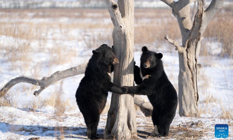 Black bears are pictured in a bear park in Fuyuan City, northeast China's Heilongjiang Province, Jan. 10, 2023.(Photo: Xinhua)