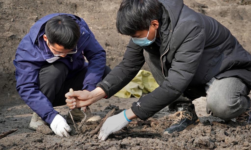 Archaeologists uncover cypress branches at a relic site in Shangqiu, central China's Henan Province, Jan. 6, 2023. Archaeologists in central China's Henan Province have uncovered a sprawling layer of mulberry and cypress branches, believed to be the foundation of an ancient city wall. Covering an area of nearly 400 square meters in the city of Shangqiu, the branches are dated to the Song Dynasty (960-1279), according to the city's institute of cultural relics and archaeology.(Photo: Xinhua)