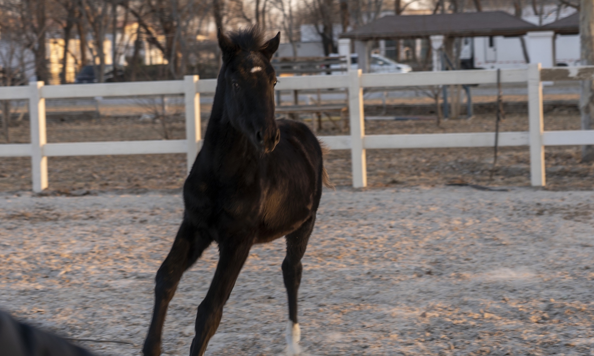 China's first registered cloned warm-blood horse 