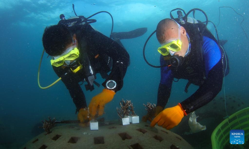 Divers transplant corals onto an artificial reef in Yalong Bay, Sanya, south China's Hainan Province, Nov. 16, 2022.

A coral reef ecosystem restoration project has been completed in waters of the Yalong Bay in Sanya. The work is done by means of placing artificial reefs and transplanting coral seedlings. Over 80 percent of the coral seedlings are expected to live for at least six months, while over 70 percent will survive for at least one year. (Xinhua/Yang Guanyu)