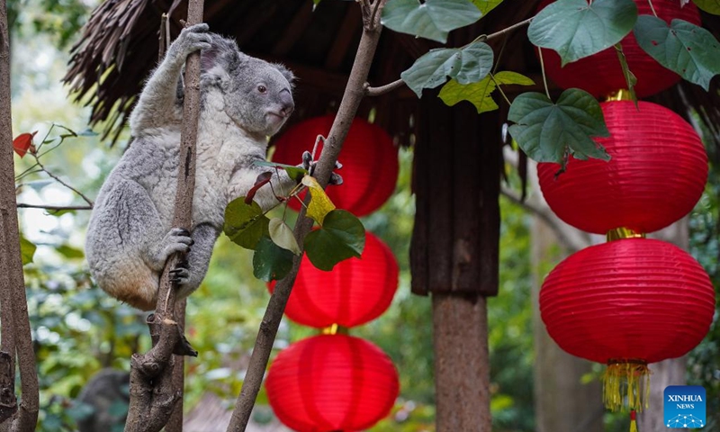 A koala is seen at the Chimelong Safari Park in Guangzhou, south China's Guangdong Province, Jan. 17, 2023. The total of 66 koalas from a family in seven generations living at the park made a public appearance to greet their fans before the Spring Festival.(Photo: Xinhua)