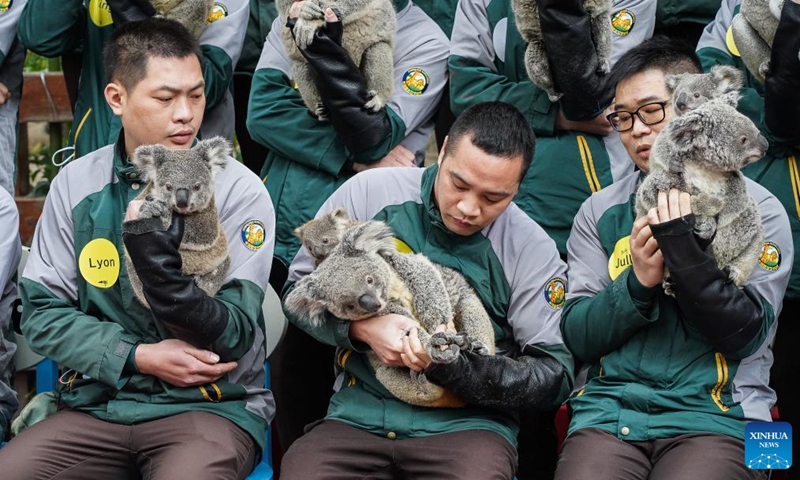 A breeder (C) holds baby koala Baobao, the newborn seventh generation in a koala family, and its mother at the Chimelong Safari Park in Guangzhou, south China's Guangdong Province, Jan. 17, 2023. The total of 66 koalas from a family in seven generations living at the park made a public appearance to greet their fans before the Spring Festival.(Photo: Xinhua)