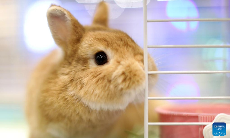 This photo taken on Jan. 20, 2023 shows a pet rabbit at a rabbit cafe in Shenyang, capital of northeast China's Liaoning Province. As the upcoming Chinese Lunar New Year of the Rabbit approaches, a rabbit cafe in Shenyang has gained popularity among local residents. (Xinhua/Yao Jianfeng)