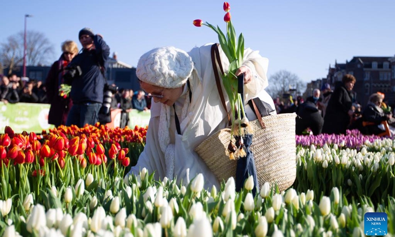 A woman picks tulips at a picking garden on the Museum Square in Amsterdam, the Netherlands, Jan. 21, 2023. The Dutch celebrated the National Tulip Day on Saturday, which is traditionally marked on the third Saturday of the year. (Photo by Sylvia Lederer/Xinhua)