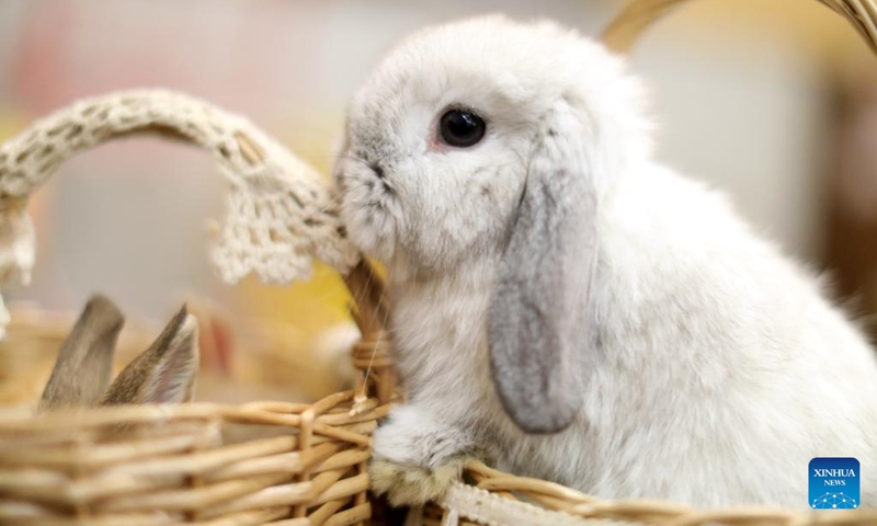 This photo taken on Jan. 20, 2023 shows a pet rabbit at a rabbit cafe in Shenyang, capital of northeast China's Liaoning Province. As the upcoming Chinese Lunar New Year of the Rabbit approaches, a rabbit cafe in Shenyang has gained popularity among local residents. (Xinhua/Yao Jianfeng)