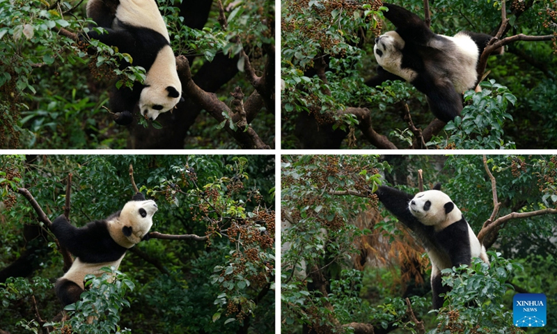 This combo photo taken on Jan. 20, 2023 shows giant panda Yuanbao, the second daughter of Tuantuan and Yuanyuan, the panda pair from the Chinese mainland, playing in Taipei Zoo in Taipei, southeast China's Taiwan. (Xinhua)