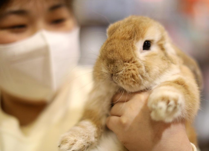 A cafe attendant holds a pet rabbit at a rabbit cafe in Shenyang, capital of northeast China's Liaoning Province, Jan. 20, 2023. As the upcoming Chinese Lunar New Year of the Rabbit approaches, a rabbit cafe in Shenyang has gained popularity among local residents. (Xinhua/Yao Jianfeng)